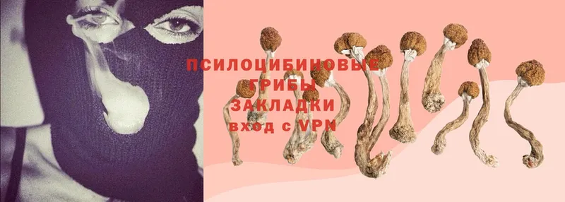 Псилоцибиновые грибы Psilocybine cubensis Старый Оскол